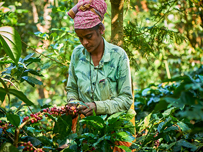 coffee beans